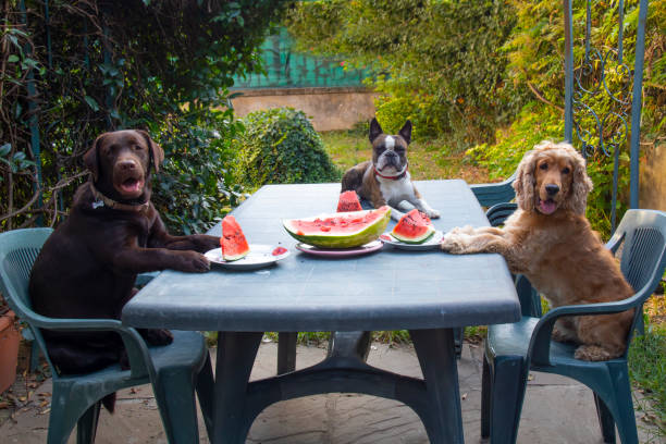 istock three dogs, Labrador, Cocker spaniel and Boston terrier at a large table eating watermelon in the garden, dogs like humans , comic photo 1339932672