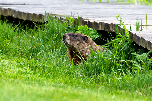 The Gunnison's Prairie Dog (Cynomys gunnisoni) is a rodent and member of the squirrel family.  They are primarily distributed in the Four Corners region of Utah, Colorado, New Mexico and Arizona.  Their coats are light brown mixed with black-colored hairs. The top of the head, cheeks, and eyebrows are darker than the rest of the body. The tail is mostly white.  The prairie dog’s eyes are on the sides of the head to give them wide peripheral vision to more easily spot predators.  The Gunnison's prairie dog typically feeds during the day on grasses, herbs, and leaves.  In the spring, they feed on newly grown shrubs.  In the summer they mainly consume seeds.  Prairie dog habitat includes meadows, grasslands, high desert and floodplains. They are often found in areas of rabbitbrush, sagebrush, and saltbrush.  Gunnison's prairie dogs live in large colonies of up to several hundred.  They are more active in the early morning and late afternoon especially during hot weather.  When the temperatures are cooler, they become more active throughout the day. When it rains or snows, the prairie dog will spend its time underground.  When they are above ground, they feed, make social contact, look out for predators, groom and dig their burrows.  During the winter, the Gunnison's prairie dog hibernates for long periods of time without food or water, instead relying on stored fat and physiological adaptations to slow their metabolism.  After hibernation, they become active from April through October.  The Gunnison's prairie dog has a complex system of vocal communication.  Their bark is a combination of high-pitched syllables to identify various predators.  They also have different sounds for an \