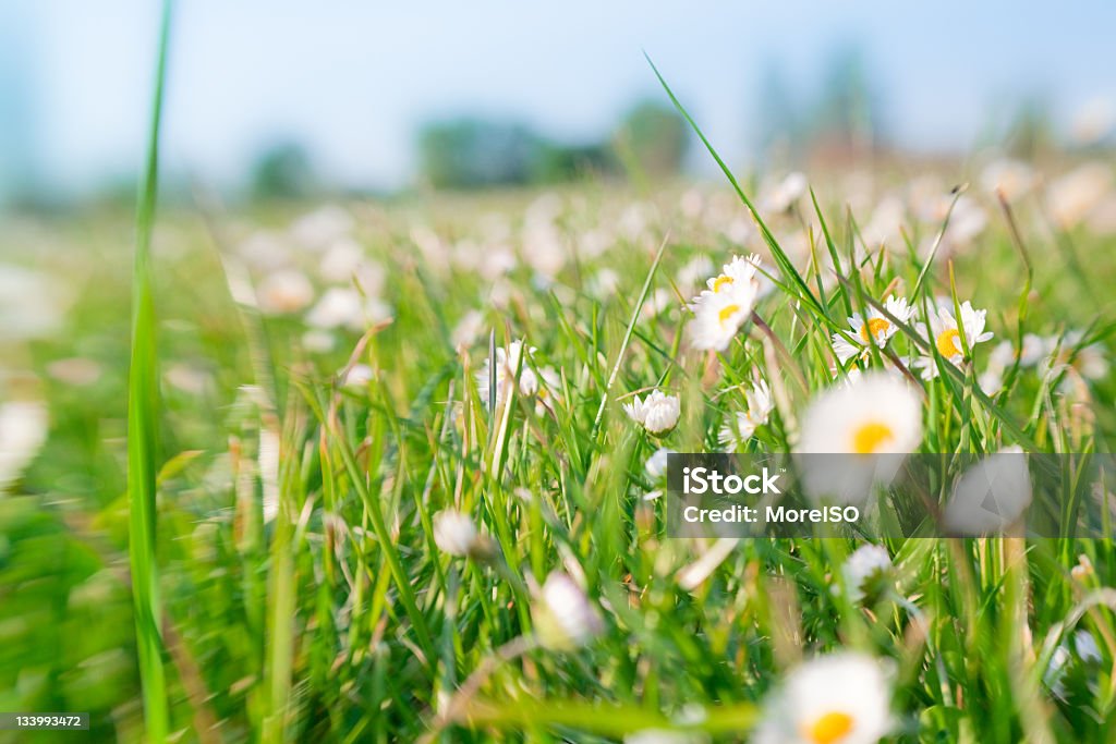 Wild Gänseblümchen in die green Gras - Lizenzfrei Bildhintergrund Stock-Foto