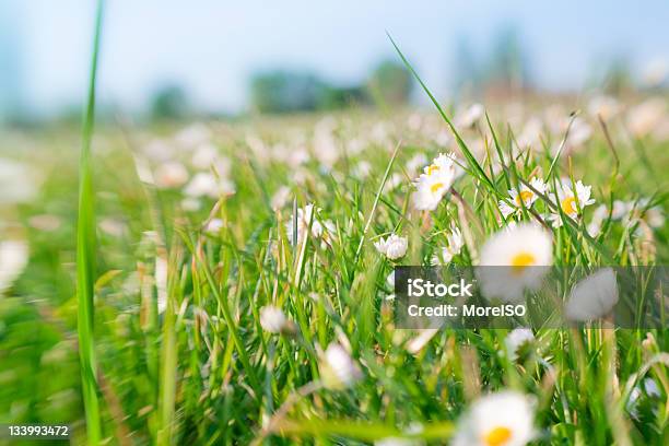 Wild Gänseblümchen In Die Green Gras Stockfoto und mehr Bilder von Bildhintergrund - Bildhintergrund, Blumenbeet, Bunt - Farbton