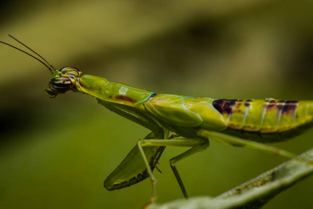 istock Close up image of beautiful mantis 1339935145
