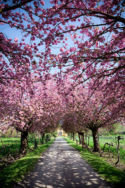 istock Farmhouse during spring with vivid pink flowers 133993568