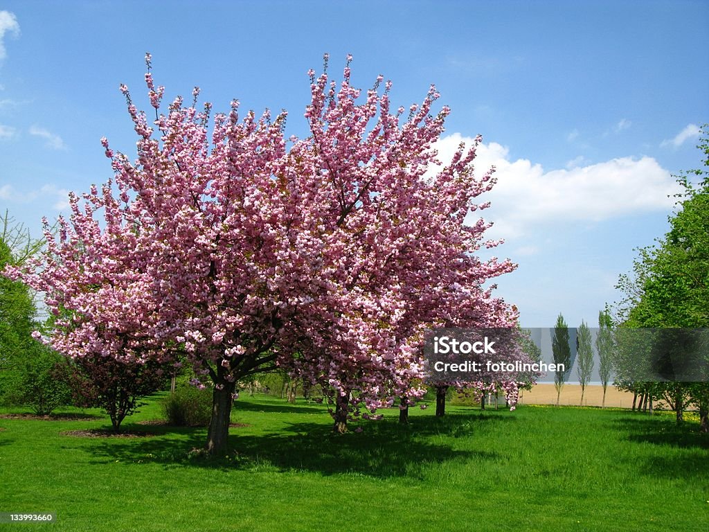 Frühlingskirschblüten - Lizenzfrei Kirschbaum Stock-Foto