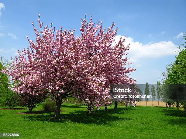 Frühlingskirschblüten Stockfoto und mehr Bilder von Kirschbaum - Kirschbaum, Japanische Blütenkirsche, Hausgarten