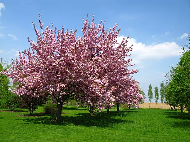 primavera fiori di ciliegio - oriental cherry tree foto e immagini stock