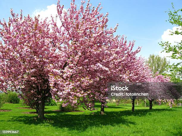Frühlingskirschblüten Stockfoto und mehr Bilder von Kirschbaum - Kirschbaum, Japanische Blütenkirsche, Gartenanlage