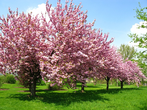 Spring cherry blossoms