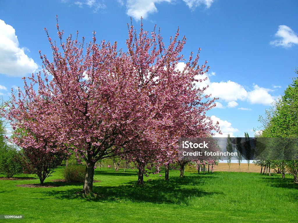 Frühlingskirschblüten - Lizenzfrei April Stock-Foto