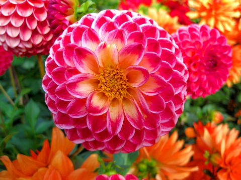 Colorful dahlia-flowerbed