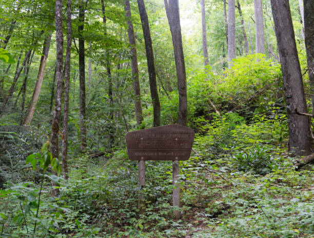 istock Joyce Kilmer Memorial Forest 1339940762