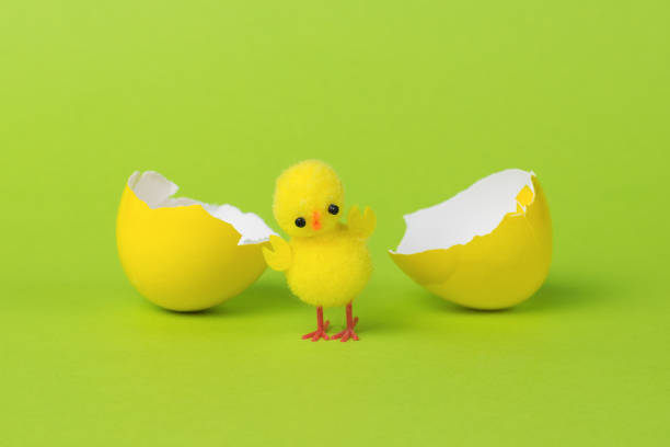 istock A split yellow egg and a yellow chicken on a green background. 1339941893