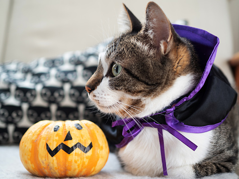 Cat and halloween pumpkin jack-o-lantern