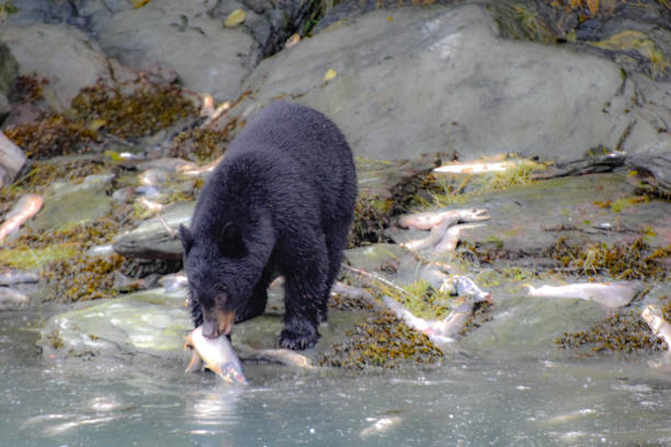 A black bear takes advantage of the spawning salmon. Tired and warm out, these fish do not put up much of a fight. The fish are easy pickings for the bear. The bears of Valdez, Alaska have many fish to chose from.
