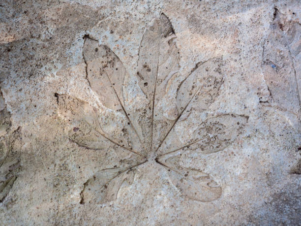 istock Abstract of leaf texture stamp. 1339944456