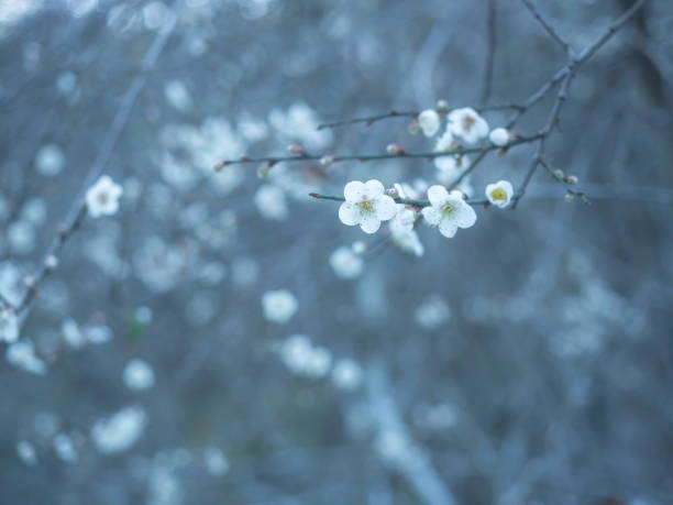 istock Little white wild flowers in winter. 1339944557