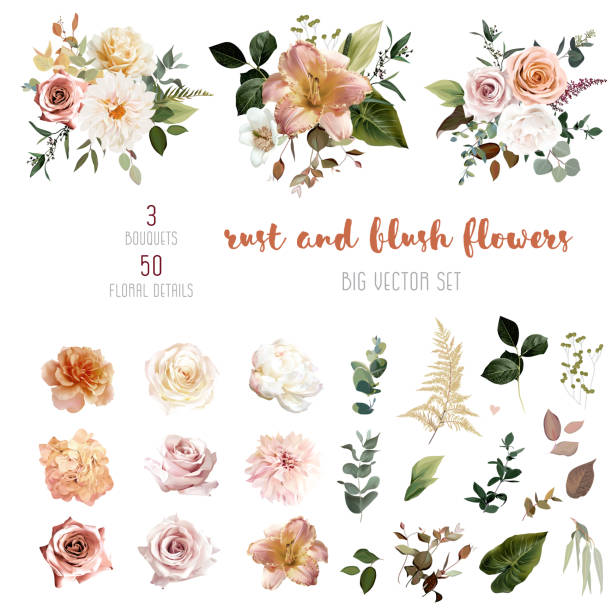 Rust orange and blush pink antique rose, beige and pale flowers, creamy dahlia Rust orange and blush pink antique rose, beige and pale flowers, creamy dahlia, peony, ranunculus, lily, fall leaves big vector collection. Floral pastel watercolor bouquets. Isolated and editable fall flower bouquet stock illustrations