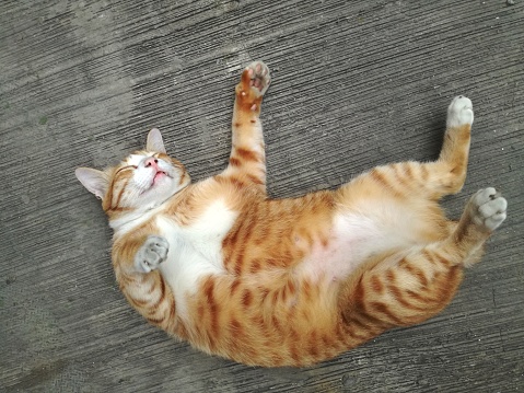 Brown stripes cat lying down and rolling on the floor looks so cute and adorable. Pet lovers at home.