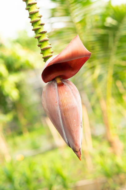istock Banana flowers hanging on a banana tree 1339949218