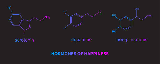 Hormones of happiness - serotonin, dopamine, norepinephrine Hormones of happiness - serotonin, dopamine, norepinephrine. Formula of  neurotransmitter. Brain and psychiatry. Vector illustration dopamine stock illustrations