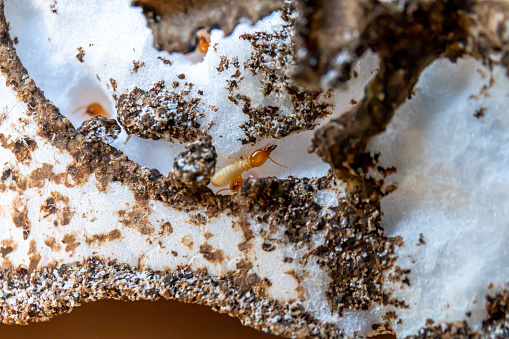 termite, termite nest, white ant