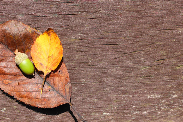 Beautiful and simple background of leaf