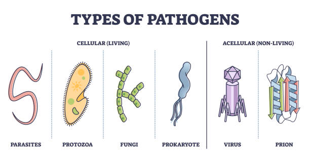 rodzaje patogenów, komórkowych i nieożywistych organizmów wirusowych zarys diagramu - protozoan stock illustrations