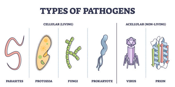 Types of pathogens, cellular, and non living virus organisms outline diagram Types of pathogens, cellular, and non living virus organisms outline diagram. Collection with bacteria, parasites, fungi, prion or protozoa elements as risk for human immune system vector illustration protozoan stock illustrations