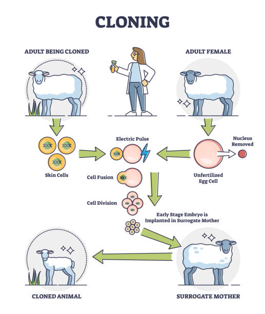 kuvapankkikuvitukset aiheesta kloonausprosessin selitys aikuisten lampaiden luontivaiheiden jäsennyskaaviolla - cloning