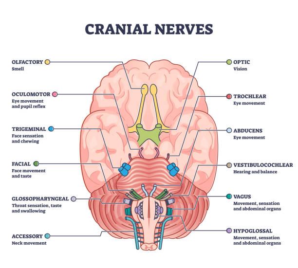 Cranial nerves pairs with anatomical sensory functions in outline diagram Cranial nerves pairs with anatomical sensory functions in outline diagram. Labeled educational collection with neurology brain system and how nerve relay information to human body vector illustration. human skull stock illustrations