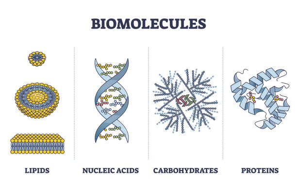 Biomolecules or biological molecules type collection in outline diagram Biomolecules or biological molecules type collection in outline diagram. Labeled educational lipids, nucleic acid, carbohydrate and proteins visual comparison vector illustration. Microscopic examples oligosaccharide stock illustrations