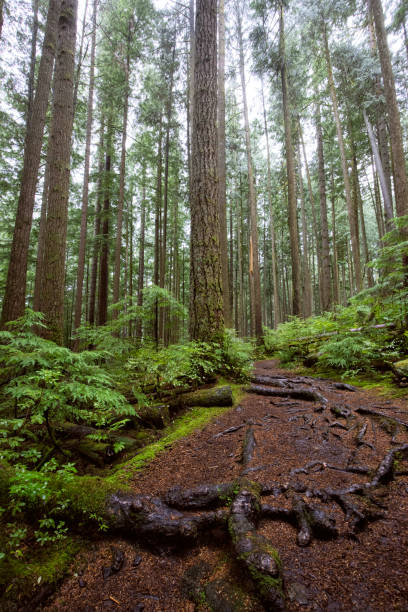 istock Rolley Lake Provincial Park, Mission, BC, Canada 1339954138