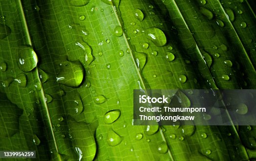 istock close-up water drop on lush green foliage after rainning. 1339954259