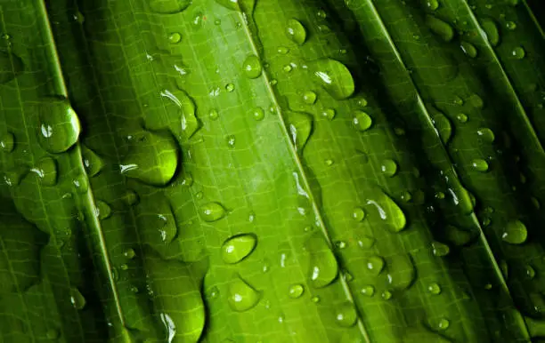 Photo of close-up water drop on lush green foliage after rainning.