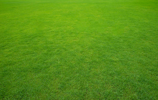 istock Background of a green grass. 1339954265