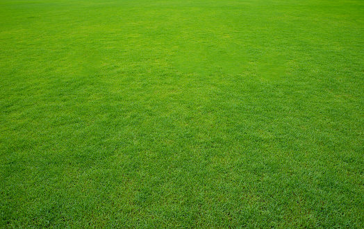 Background of a green grass.