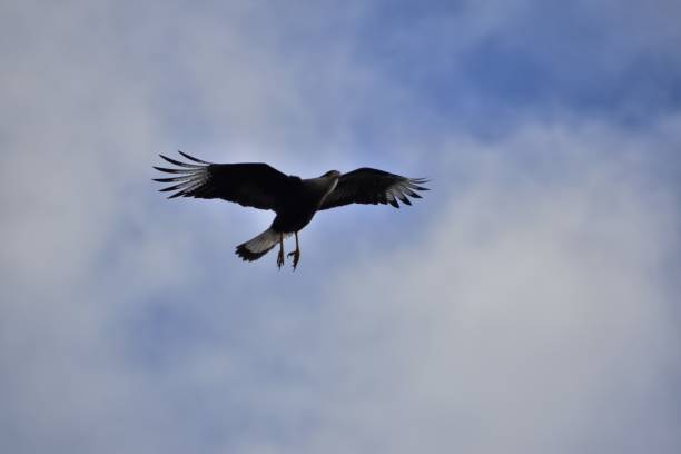 istock Caracara plancus spreading wings 1339955075