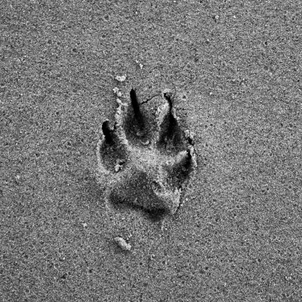 Dog paw print on beach sand in grey color