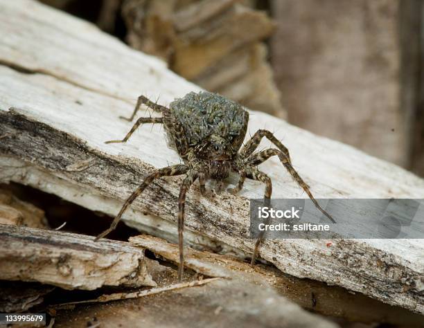 Tarantula Włoska Matka - zdjęcia stockowe i więcej obrazów Bez ludzi - Bez ludzi, Finlandia, Fotografika