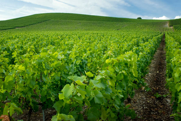 Beautiful view of the gardens in Champagne France Vineyard in the Champagne region in France. champagne grapes stock pictures, royalty-free photos & images