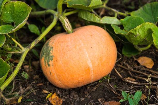 istock Pumpkin growth on the farm. Selective focus. 1339957123