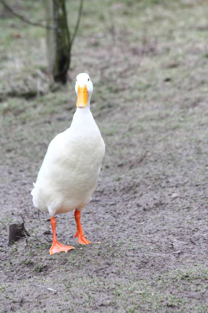 istock The running duck or Indian runner, also known as bottle duck, is a duck terrace derived from the Stockente (Anas platyrhynchos) 1339957371