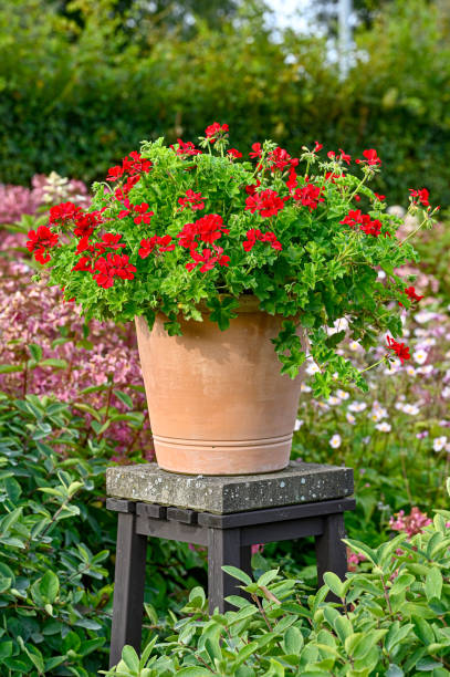 istock big red beautiful geranium in crock pot 1339958180