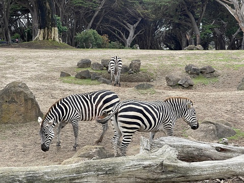 Three zebras in the forest