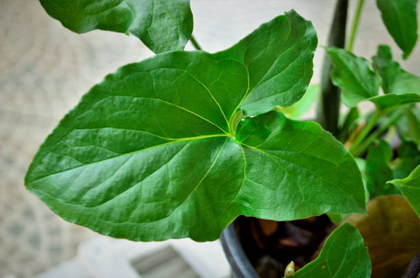 istock The leaf of Typhonium roxburghii in vase 1339958370