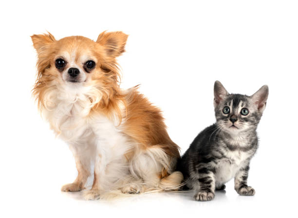 istock bengal cat and chihuahua 1339959079
