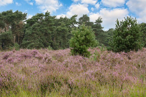 Landscape of bog filled with blooming purple common heather