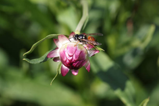 Bee insect sitting on pink immortelle flower bud closeup background. Beautiful nature concept