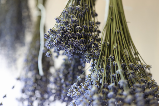 Inverted lavender bouquets to dry for decoration. Sale of dried flowers concept