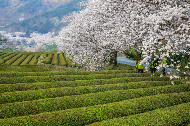 White cherry blossoms and green tea fields along the Seomjin River in Hadong-gun stock photo