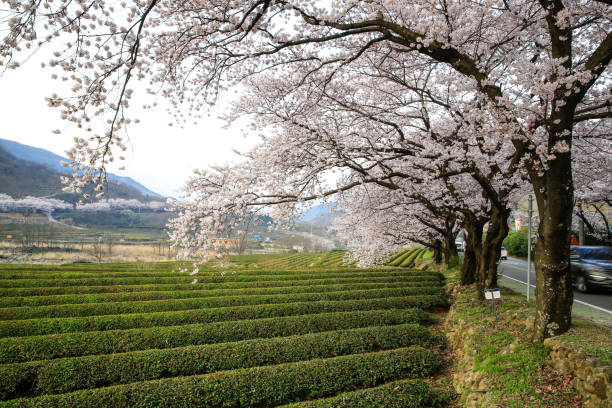 White cherry blossoms and green tea fields along the Seomjin River in Hadong-gun